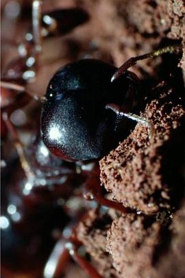 自然世界：蚂蚁攻击
